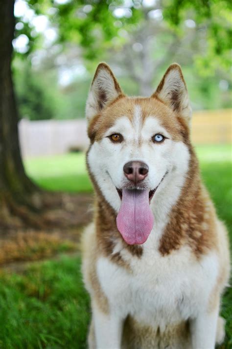 chanel barros georgian brown huskie|husky brown and white.